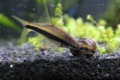 10 Best Algae Eaters to Help Clean Your Freshwater Aquarium.
